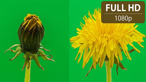 Pusteblume Timelapse 2er-Pack