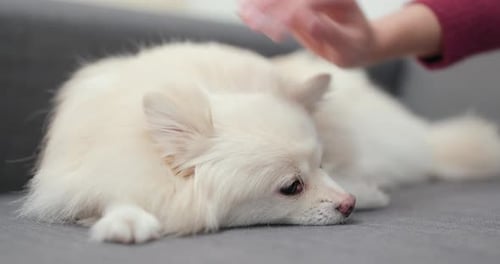 Fluffy White Dog being petted on Grey Sofa