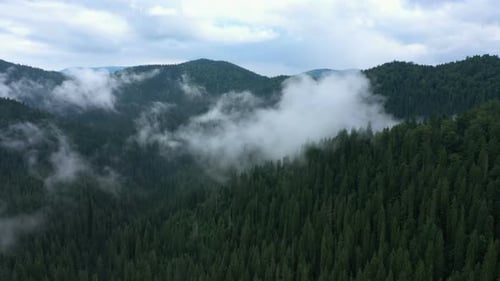 Volando sobre el nublado bosque vespertino 22