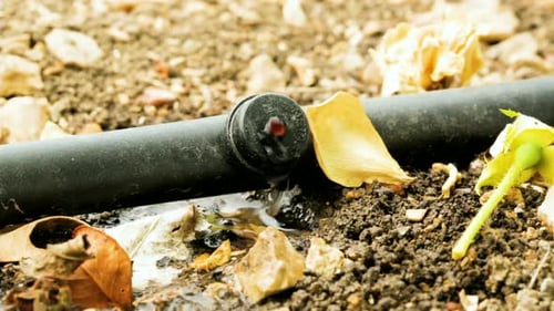Water dripping from a pipe with drip irrigation