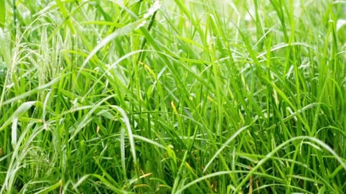 Tautropfen auf dem Gras, die in den morgendlichen Sonnenstrahlen leuchten.