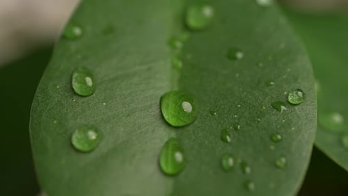 Wassertropfen auf einem Blatt 86
