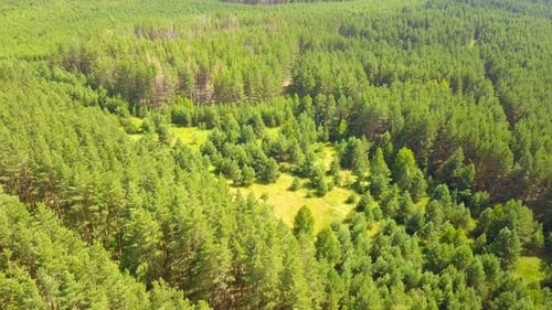 Aerial View of Dense Green Forest Landscape