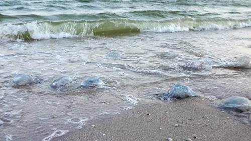 Tote Quallen liegen an einem vom Wasser signierten sandigen Ufer am Asowschen Meer