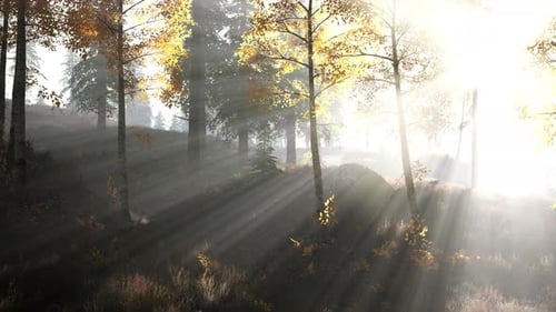 Forêt lumineuse tôt le matin dans les montagnes