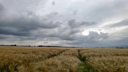 furrows