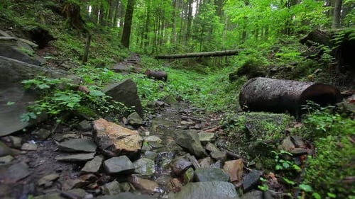 Small Creek Out in the Wood