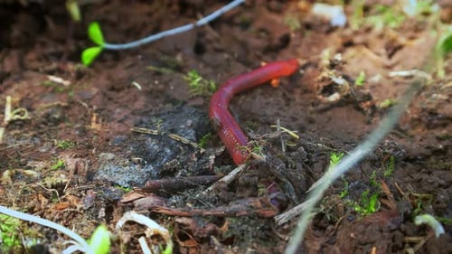 Wurm