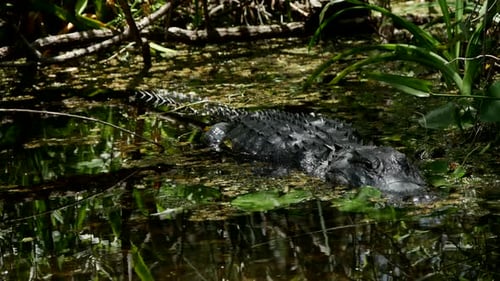 Animals 039