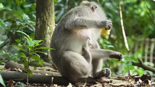 Affen im Wald auf Bali