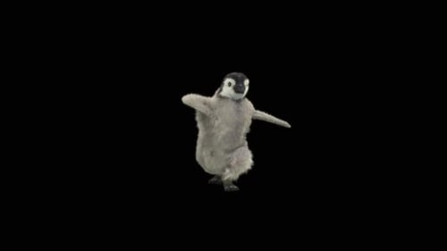 Baile de pingüinos HD