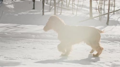 Brown Dog Walking Happily in Winter Snow