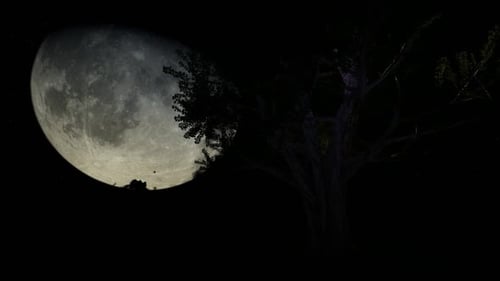 Moonlit Night Sky with Silhouetted Tree and Flying Birds