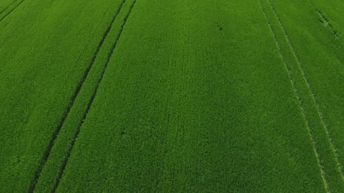 Flying Over A Wheat Field