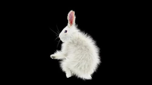 Realistic White Rabbit 3D Animation Standing and Scratching Ear