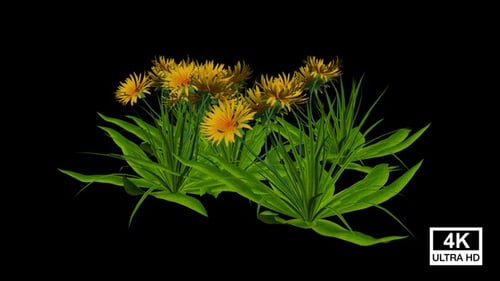 Growing Plants with Blooming Yellow Flowers