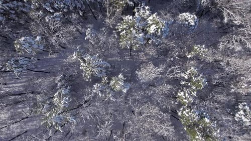 Snow Covered Forest From Above