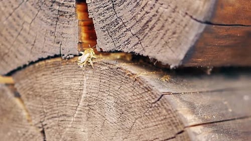 Close-up, Slow Motion: The Wasps Build a Nest, Between the Logs in the Summer House