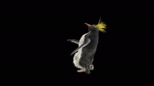 Penguin Dancing 4K