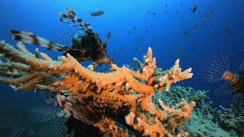 Tropischer Feuerfisch unter Wasser
