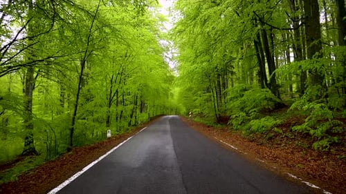 Empty road in a green spring forest. Asphalt countryside road of a mountain forest.