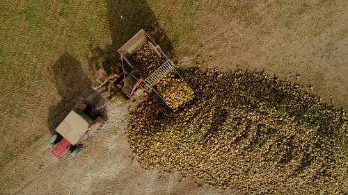 Aerial View Sugar Beet