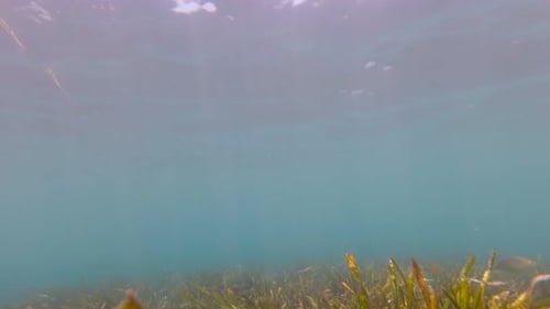 Unterwasserwelt der Algen