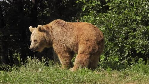 Real Wild Orange Bear In Natural Habitat Among The Trees In The Forest