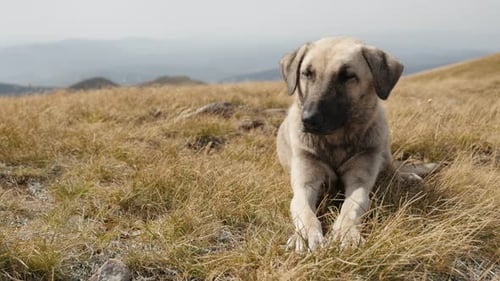 Close-up domestic shepherd dog resting in the field 4K 2160p 30fps UltraHD footage - Smart look of C