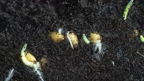 Timelapse Shooting of Wheat Germination in Macro