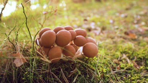 Armillaria Mushrooms of Honey Agaric In a Sunny Forest