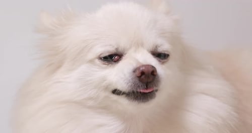Pomeranian dog barking