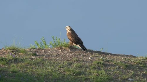 Hawk Perched on Grassy Hillside on Sunny Day