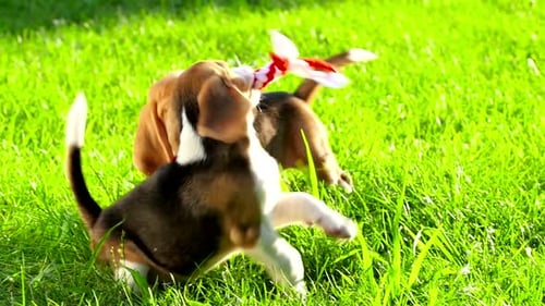 Show Dog of Breed of Beagle on a Natural Green Background Playing with Toy