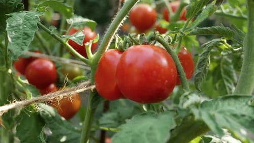 Dolly Shot de tomates rouges mûres qui poussent dans un jardin ou une ferme
