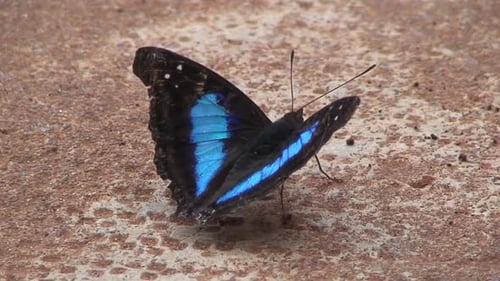 Butterfly in Iguazu national park