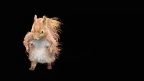 Animated Squirrel Standing Looking Around Realistic Animal Alpha