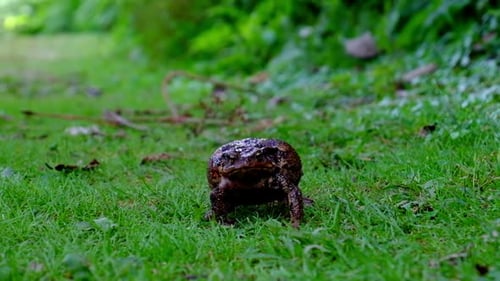 Großer Frosch auf dem grünen Gras