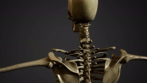 Knochen des menschlichen Skeletts