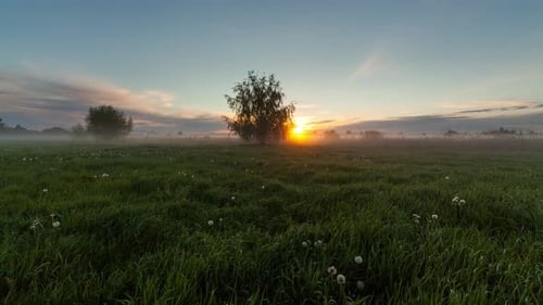 Timelapse Foggy Sunrise in a Field with a Lonely Tree