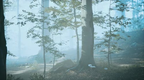 Panorama de la forêt verte par un matin froid et brumeux