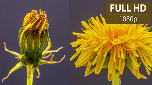 Pusteblume Zeitraffer (2er-Pack)