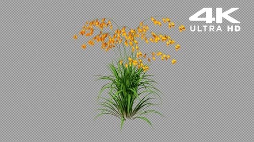 Realistic Plant Growth Animation with Blooming Orange Flowers
