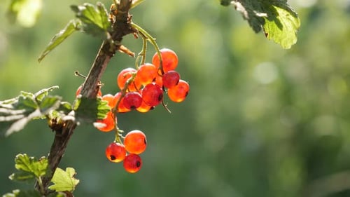 Baies rouges saines de Ribes rubrum sur la plante en gros plan 4K 2160p 30 images par seconde en UltraHD - Le curr rouge
