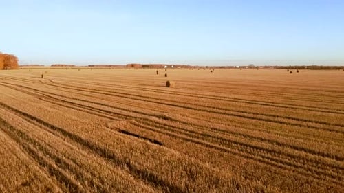 Aerial View Rolls Haystacks Straw on Field Harvesting Wheat