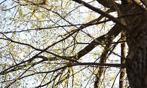Alter Baum