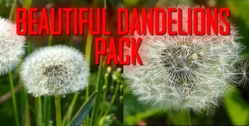 Wunderschönes Pusteblumen-Paket