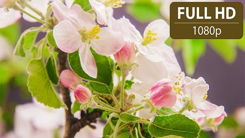 Apple Flower Blossoms
