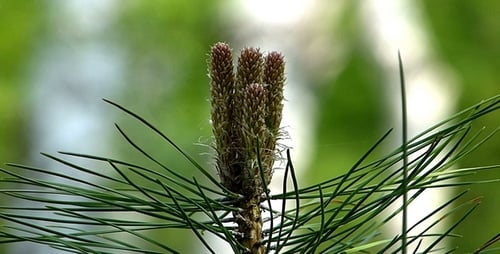 Pine Tree Branch with Fresh Green Needles