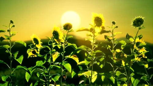 Golden Sunflowers Swaying in Field at Sunset